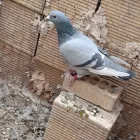 کبوترمسافتی