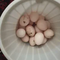 تخم مرغ دیلگونی