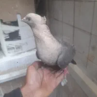 کفتر سینه نر
