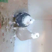 فروش یک جفت کبوتر طوقی