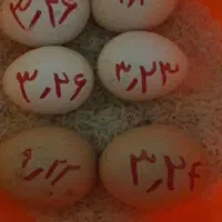 تخم مرغ تازه سیبرایت نطفه دار|حیوانات مزرعه|بندر انزلی, پیل علی باغ|دیوار