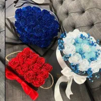 گل رز|گل و گیاه طبیعی|بجنورد, |دیوار