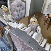 عروس هلندی|پرنده|پاکدشت, پاکدشت (مامازند)|دیوار