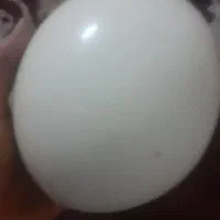 تخم شترمرغ سالم برای مصرف پخت کیک وغیر