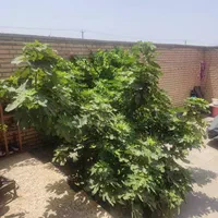 ملک تجاری مسکونی 270متری کوی مهدیس|فروش خانه و ویلا|اهواز, کوی مهدیس|دیوار