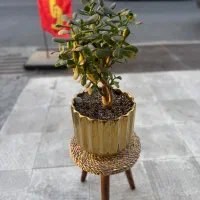 فروش و مشاوره گیاهان آپارتمانی