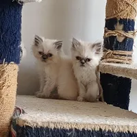 گربه خانگی|گربه|کرمانشاه, |دیوار