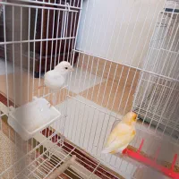 قناری|پرنده|گناباد, |دیوار