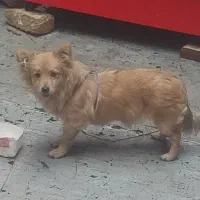 سگ پاکوتا نر