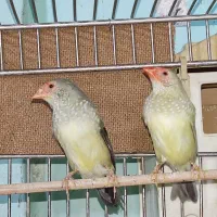 جوجه گلدین و ستاره ای