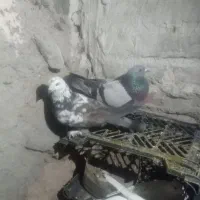 یک لانه کبوتر|پرنده|ماکو, |دیوار