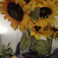 فروش گل آفتابگردان وگلدان