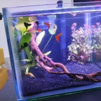 گوپی فول بلک و فول رد