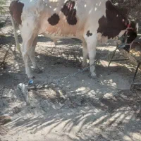 گاونر