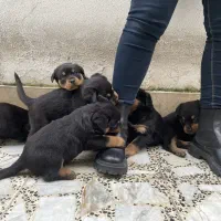 توله سگ رودوایلر آلمانی