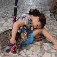 گربه نژاد DHS
