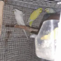 مرغ عشق مولد|پرنده|پاکدشت, پاکدشت (مامازند)|دیوار