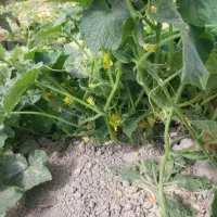 حراج خیارشورکیلویی 35دبه ای ۸کیلو۲۸۰تومن|خوردنی و آشامیدنی|تربت جام, فاز ۱ فرهنگیان|دیوار