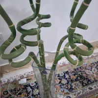 گل بامبو 5شاخه جنس خارجی|گل و گیاه طبیعی|قائن, |دیوار