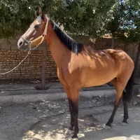 اسب|اسب و تجهیزات اسبسواری|سبزوار, امام خمینی (ناوی)|دیوار