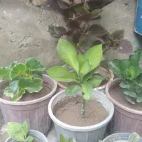 هشت عداد گل خانه گی یک جا می فروشیم