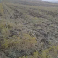 زمین-کشاورزی-دیم-برای-اجاره