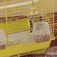 عروس هلندی|پرنده|ضیابر, |دیوار