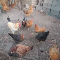 سلام مرغ سیاه تخمی|حیوانات مزرعه|سبزوار, قصبه غربی|دیوار