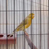 قناری نر بخون|پرنده|اصفهان, کوی امیریه|دیوار