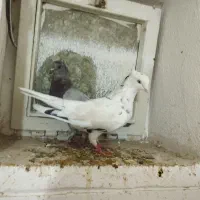 پلاکی تهرانی