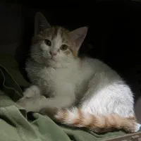 واگذاری رایگان گربه