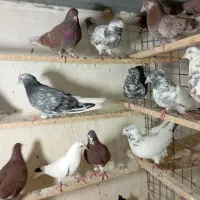 نروماده جوجه کنجه بر