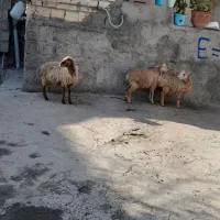 سه راس نرو ماده برا نگهداری|حیوانات مزرعه|مشگین شهر, |دیوار