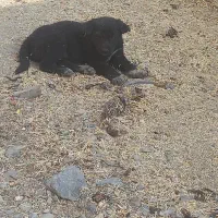 واگذاری سگ|سگ|بن, |دیوار