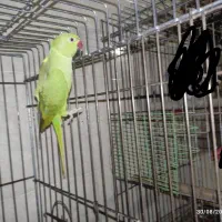 طوطی ملنگو|پرنده|لنگرود, |دیوار