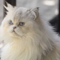 گربه نر پرشین|گربه|همدان, |دیوار