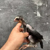 لاری طوسی پر مرغی اصل|حیوانات مزرعه|رشت, فرزانه|دیوار