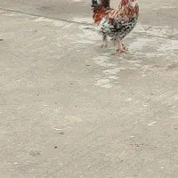 خروس|حیوانات مزرعه|شوشتر, |دیوار