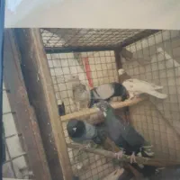 کبوتر گمشده|حیوانات|قم, چهل درخت‎|دیوار