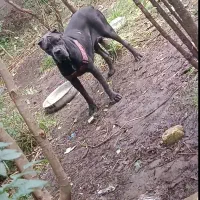 کنکورسو ماده|سگ|رشت, منظریه|دیوار