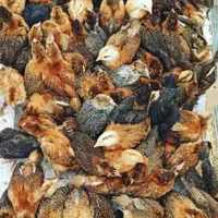 جوجه تخمگذار لوهمن نسل اول اصیل