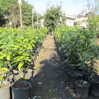 فروش انواع نهال پیوندی آووکادو در متل قو|خدمات باغبانی و درختکاری|سلمانشهر, |دیوار