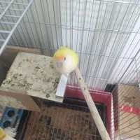 یک جف کوتوله برزیلی ب شرط مولد|پرنده|شهرکرد, |دیوار