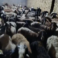 تک فروشی و عمده|حیوانات مزرعه|قزوین, |دیوار