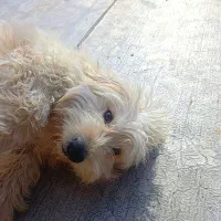 فوری فوری فروش سگ