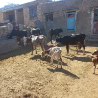 گاو وگوساله|حیوانات مزرعه|ابرکوه, |دیوار