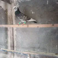 کبوتر پرشی|پرنده|خرمدشت, |دیوار