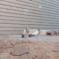 تعدادی کبوتر