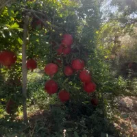 زمین-وباغ