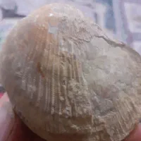 فسیل|کلکسیون اشیاء عتیقه|کاشان, فاز ۱ ناجی آباد|دیوار